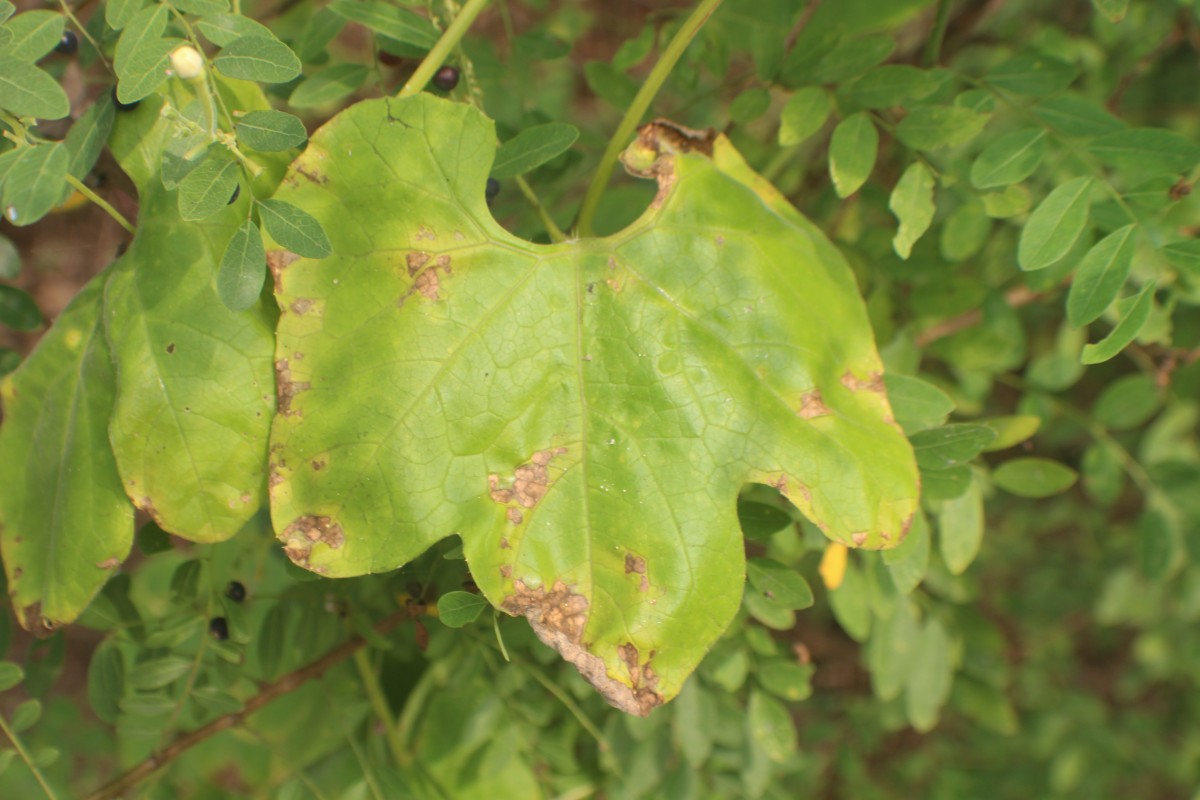 Trichosanthes cucumerina L.